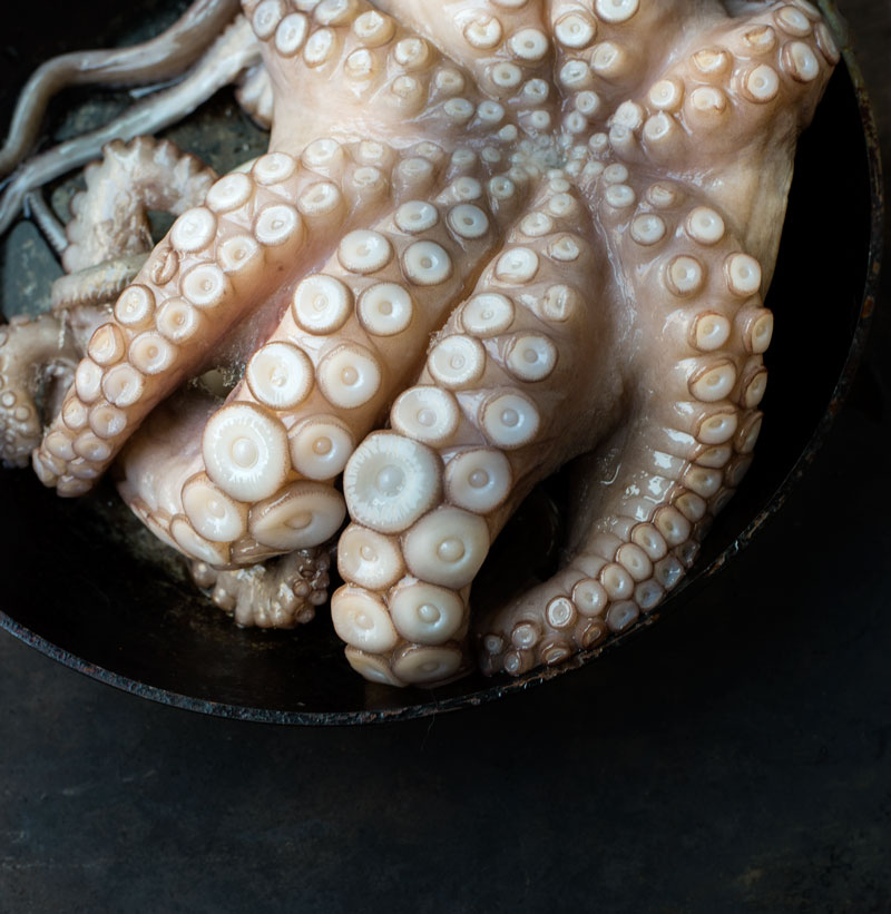 octopus with two moods